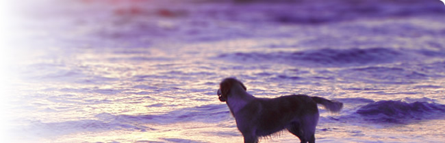 Doggy School - Die Hundeschule im Landkreis Passau